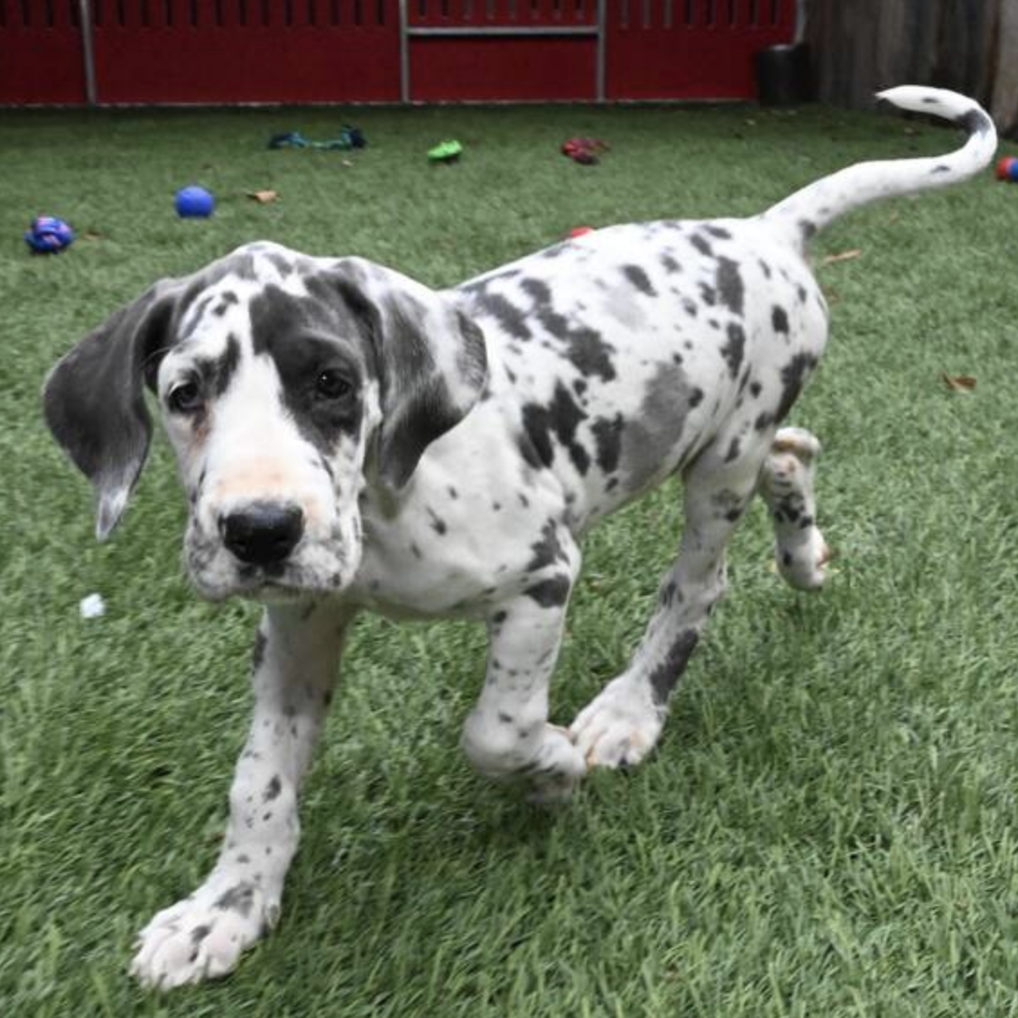 comprar cachorros sanos, baratos y asequibles para la venta